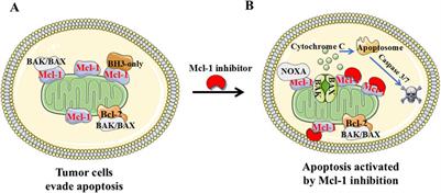 Small molecule Mcl-1 inhibitor for triple negative breast cancer therapy